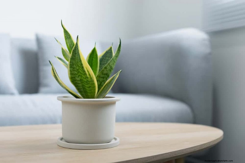 Cuidados com plantas de cobra:10 dicas de especialistas para um crescimento ideal 