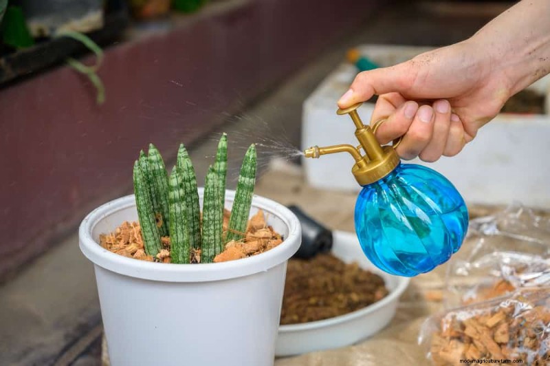 Cuidados com plantas de cobra:10 dicas de especialistas para um crescimento ideal 