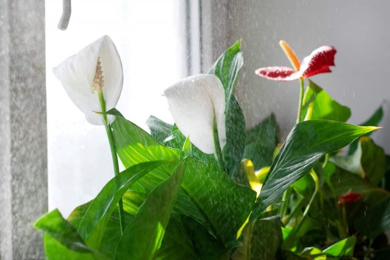 Peace Lily Care:植物の繁栄に関する 10 の通説の間違いを暴く 