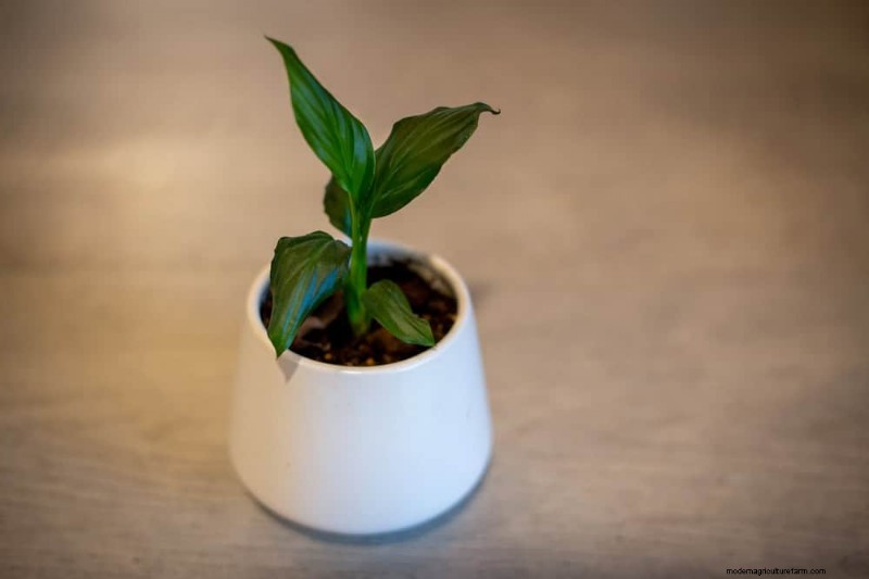 Peace Lily Care:植物の繁栄に関する 10 の通説の間違いを暴く 