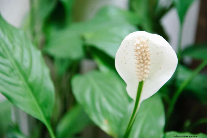 Peace Lily Care:植物の繁栄に関する 10 の通説の間違いを暴く 