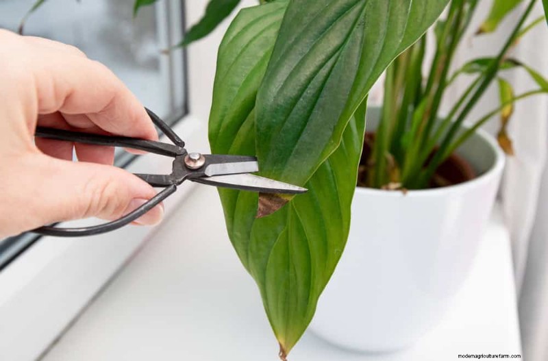 Peace Lily Care:植物の繁栄に関する 10 の通説の間違いを暴く 