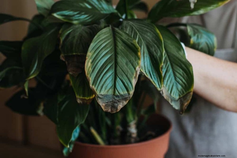 Peace Lily Care:植物の繁栄に関する 10 の通説の間違いを暴く 