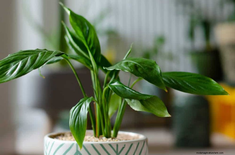 Peace Lily Care:植物の繁栄に関する 10 の通説の間違いを暴く 