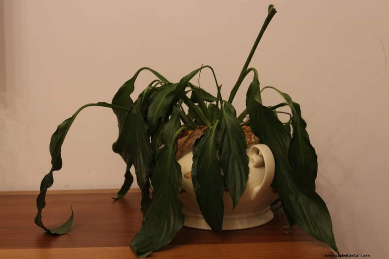 Peace Lily Care:植物の繁栄に関する 10 の通説の間違いを暴く 