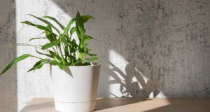 あなたのピースリリーはうまく育っていませんか?もっと光が必要な7つの兆候 