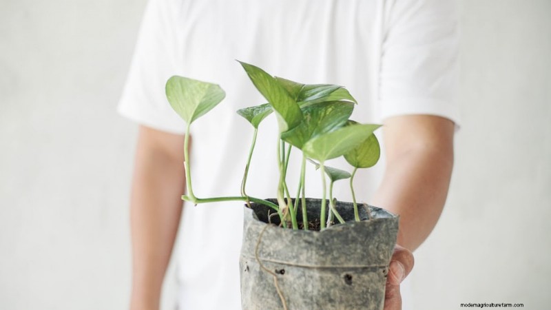 Pothos-verzorging:8 veelvoorkomende fouten die u moet vermijden voor een bloeiende plant 