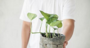 Pothos-Pflege:8 häufige Fehler, die Sie für eine gedeihende Pflanze vermeiden sollten 