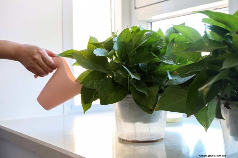 Pothos-verzorging:8 veelvoorkomende fouten die u moet vermijden voor een bloeiende plant 