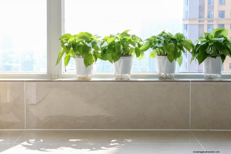 Pothos-verzorging:8 veelvoorkomende fouten die u moet vermijden voor een bloeiende plant 