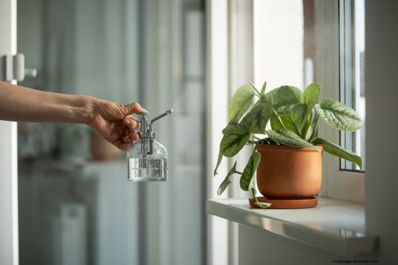 Pothos-verzorging:8 veelvoorkomende fouten die u moet vermijden voor een bloeiende plant 