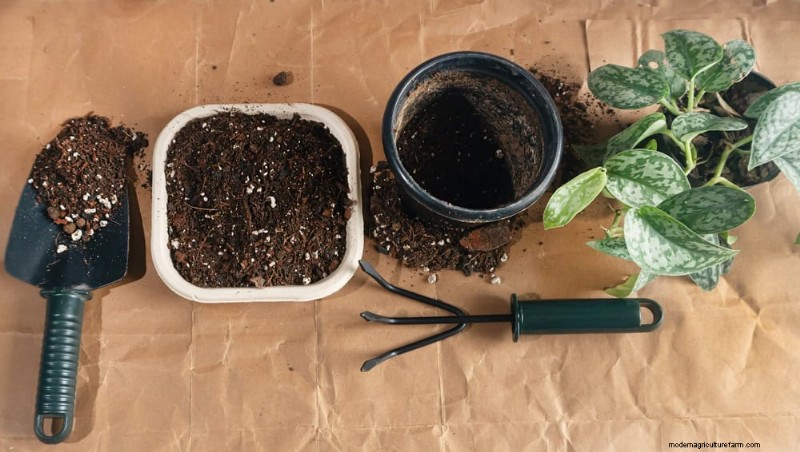 Pothos-verzorging:8 veelvoorkomende fouten die u moet vermijden voor een bloeiende plant 