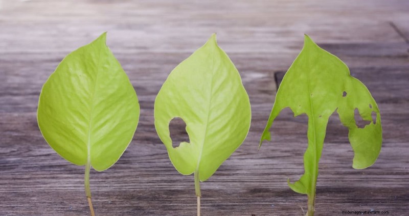 Pothos-verzorging:8 veelvoorkomende fouten die u moet vermijden voor een bloeiende plant 