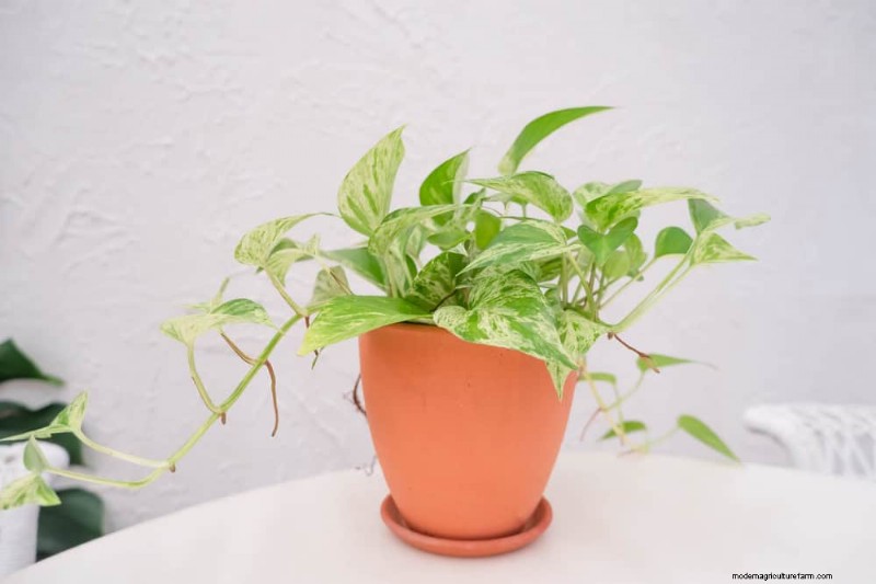 Pothos-verzorging:8 veelvoorkomende fouten die u moet vermijden voor een bloeiende plant 