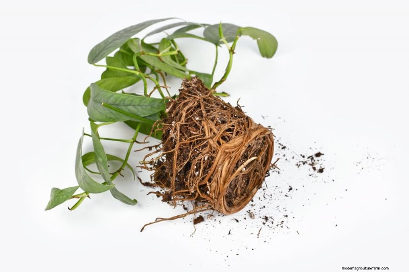 Pothos-verzorging:8 veelvoorkomende fouten die u moet vermijden voor een bloeiende plant 