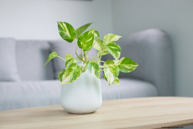 Pothos-verzorging:8 veelvoorkomende fouten die u moet vermijden voor een bloeiende plant 