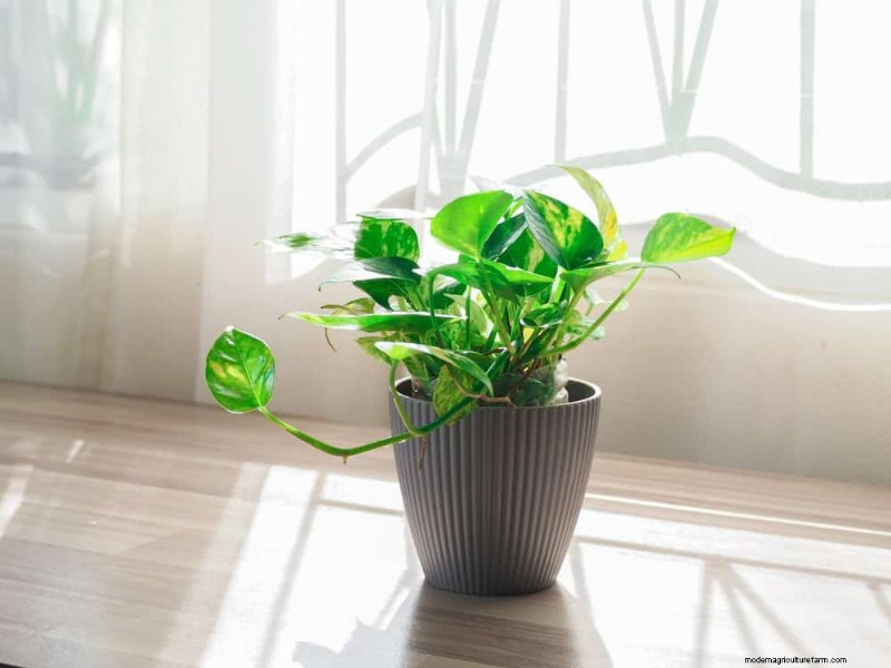 Pothos-verzorging:8 veelvoorkomende fouten die u moet vermijden voor een bloeiende plant 