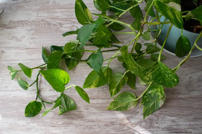 Pothos-verzorging:7 deskundige tips voor bloeiende wijnstokken 