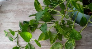 Pothos-Pflege:7 Expertentipps für blühende Reben 