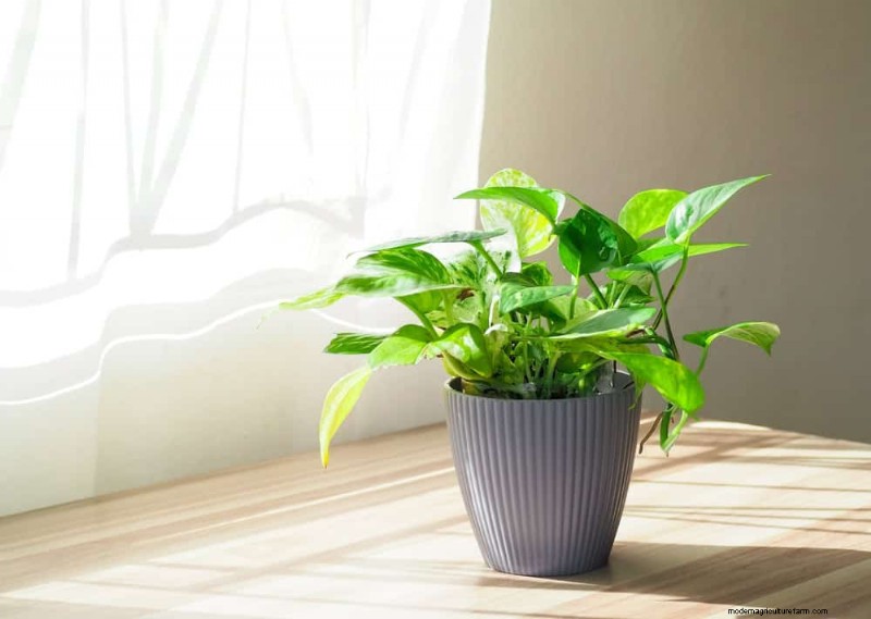 Pothos-verzorging:7 deskundige tips voor bloeiende wijnstokken 