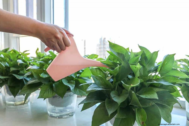 Pothos-verzorging:7 deskundige tips voor bloeiende wijnstokken 