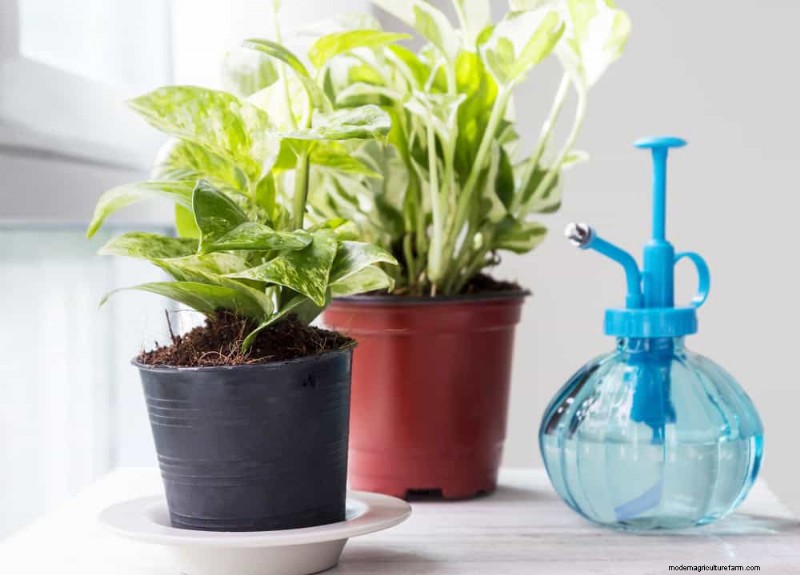 Pothos-verzorging:7 deskundige tips voor bloeiende wijnstokken 