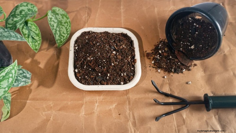 Pothos-verzorging:7 deskundige tips voor bloeiende wijnstokken 