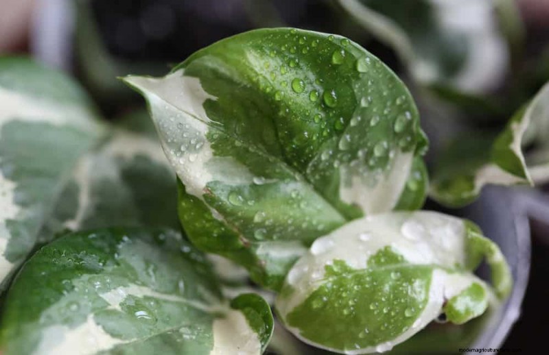 Pothos-verzorging:7 deskundige tips voor bloeiende wijnstokken 