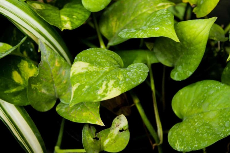 Pothos-problemen:8 veelvoorkomende problemen herkennen en oplossen 