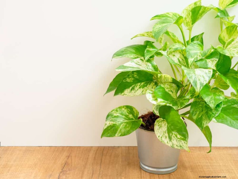 Pothos-problemen:8 veelvoorkomende problemen herkennen en oplossen 