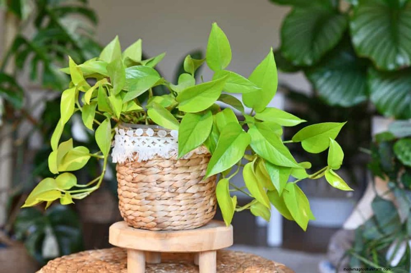 Pothos-Pflanzen:6 Gründe, warum sie ideal für Innenräume sind 