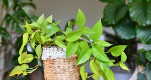 Pothos-Pflanzen:6 Gründe, warum sie ideal für Innenräume sind 