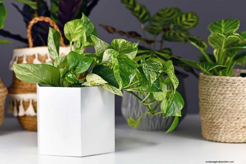Pothos-Pflanzen:6 Gründe, warum sie ideal für Innenräume sind 