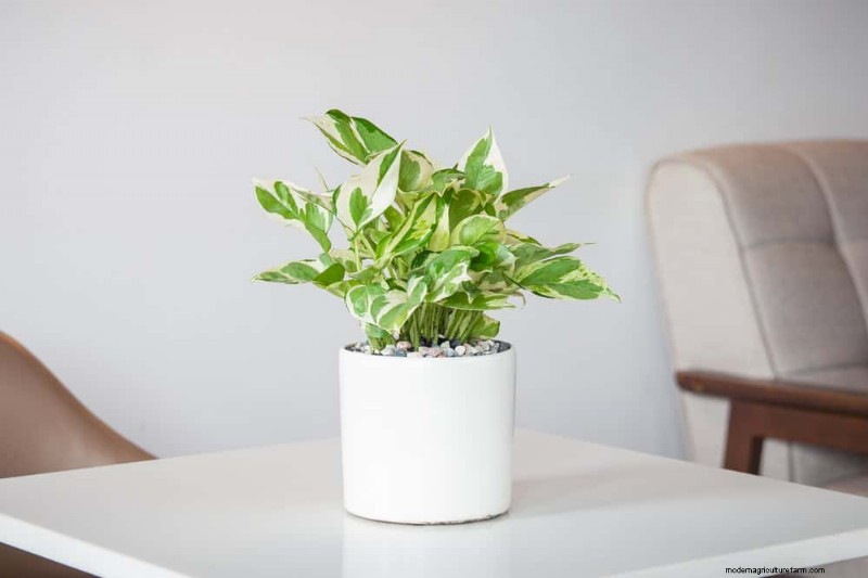 Pothos-Pflanzen:6 Gründe, warum sie ideal für Innenräume sind 