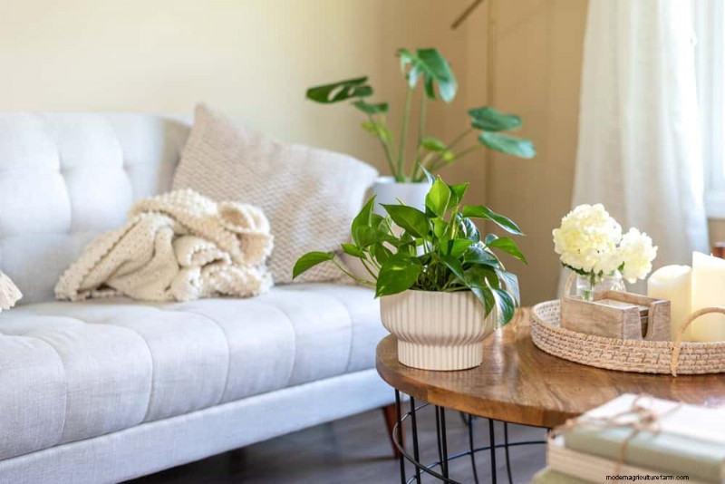 Pothos-Pflanzen:6 Gründe, warum sie ideal für Innenräume sind 