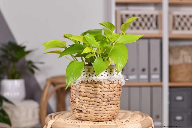 Pothos-Pflanzen:6 Gründe, warum sie ideal für Innenräume sind 
