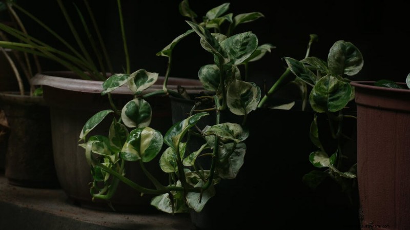Pothos-Pflanzen:6 Gründe, warum sie ideal für Innenräume sind 