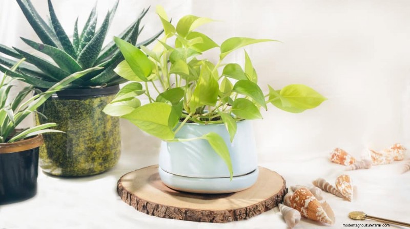 Pothos-Pflanzen:6 Gründe, warum sie ideal für Innenräume sind 