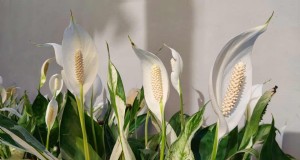 Peace Lily Watering Guide:tips van experts voor een bloeiende plant 