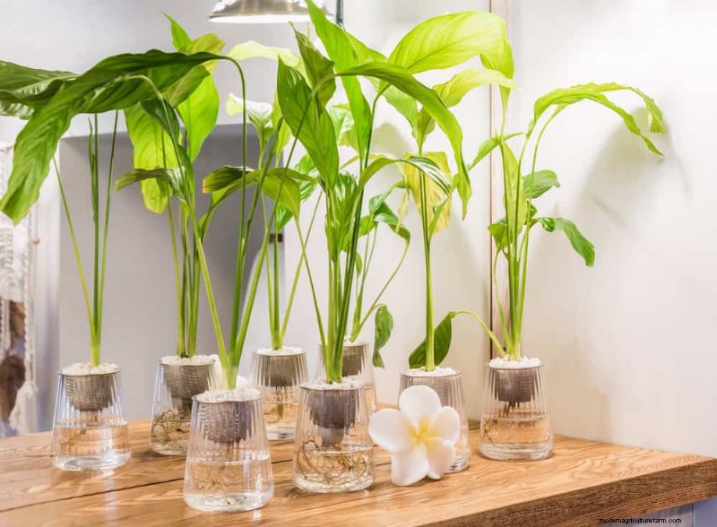 Friedenslilienpflege:Fehlerbehebung bei häufigen Problemen und Lösungen 