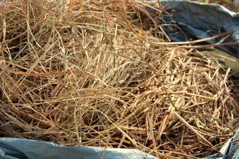 冬の堆肥化:土壌を豊かにするための専門家の 6 つのヒント 