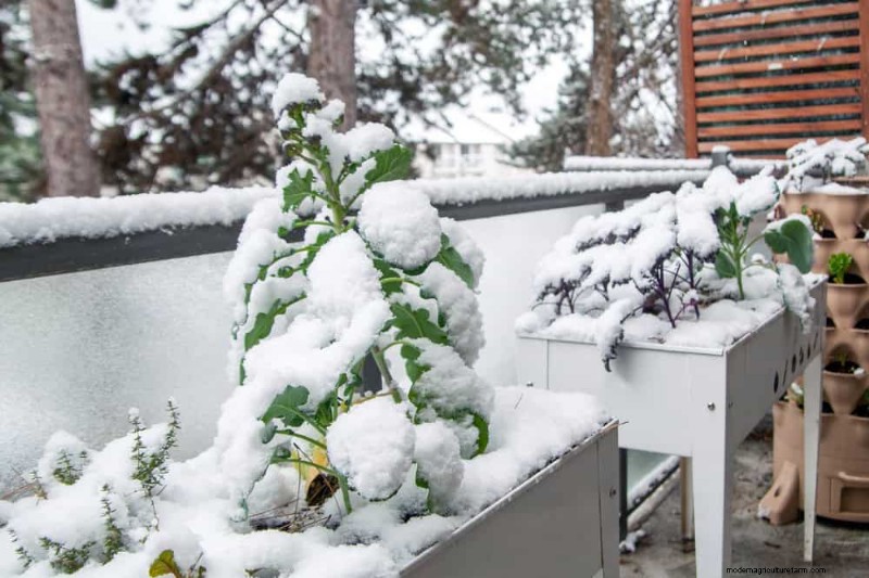 Sblocca il giardinaggio invernale:7 benefici inaspettati per la salute e il raccolto 