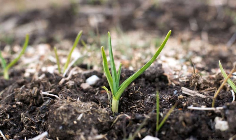 Sblocca il giardinaggio invernale:7 benefici inaspettati per la salute e il raccolto 