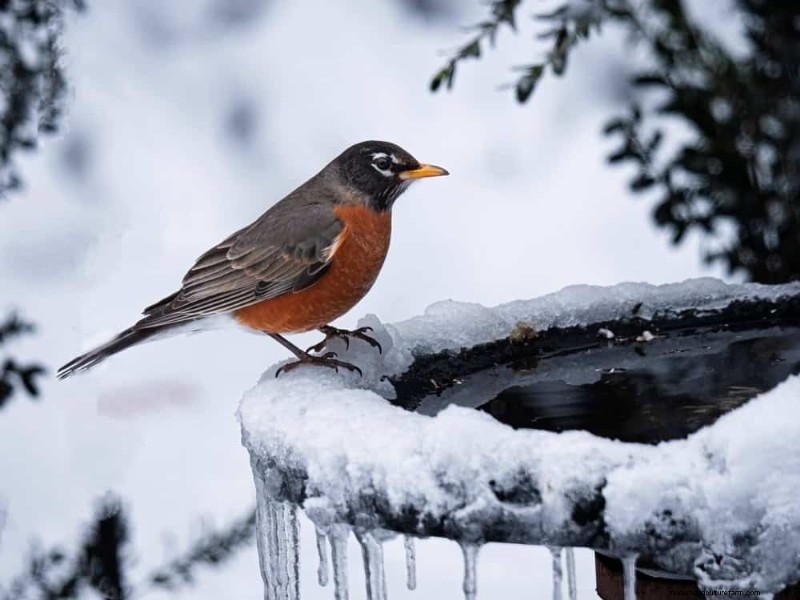 Sblocca il giardinaggio invernale:7 benefici inaspettati per la salute e il raccolto 