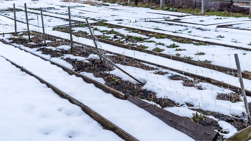 Sblocca il giardinaggio invernale:7 benefici inaspettati per la salute e il raccolto 