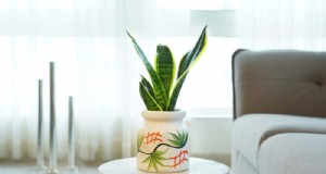 ヘビ植物:最も育てやすい観葉植物である 8 つの理由 