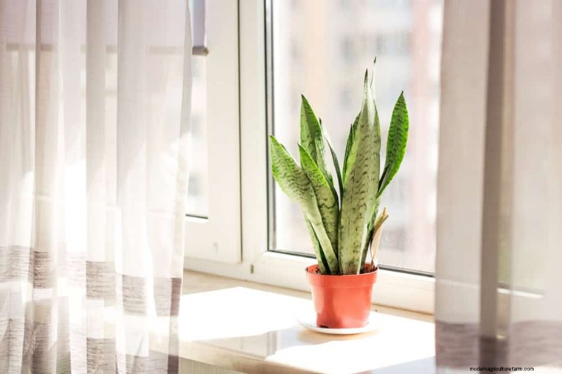 ヘビ植物:最も育てやすい観葉植物である 8 つの理由 
