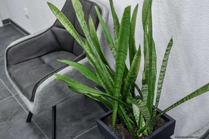 ヘビ植物:最も育てやすい観葉植物である 8 つの理由 