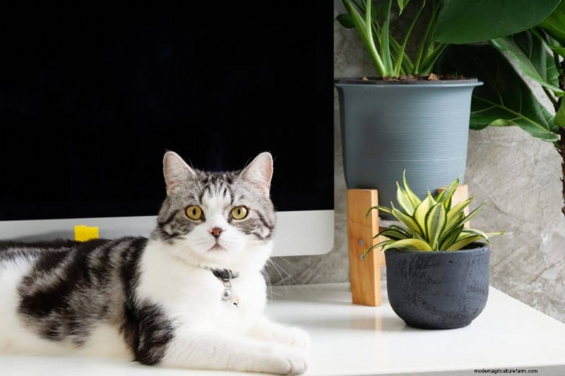 ヘビ植物:最も育てやすい観葉植物である 8 つの理由 
