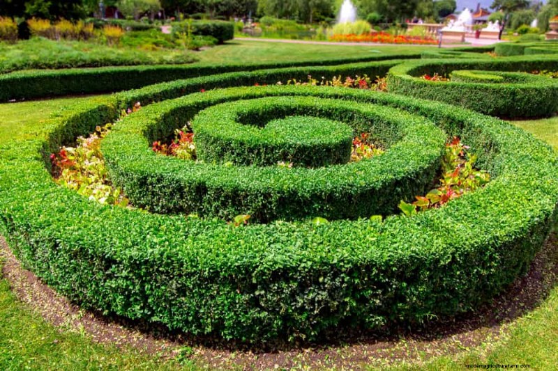 Combinações de jardins perenes:15 designs aprovados por paisagistas para a beleza do inverno 
